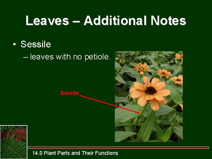 Leaves – Additional Notes • Sessile – leaves with no petiole. Sessile 14. 0