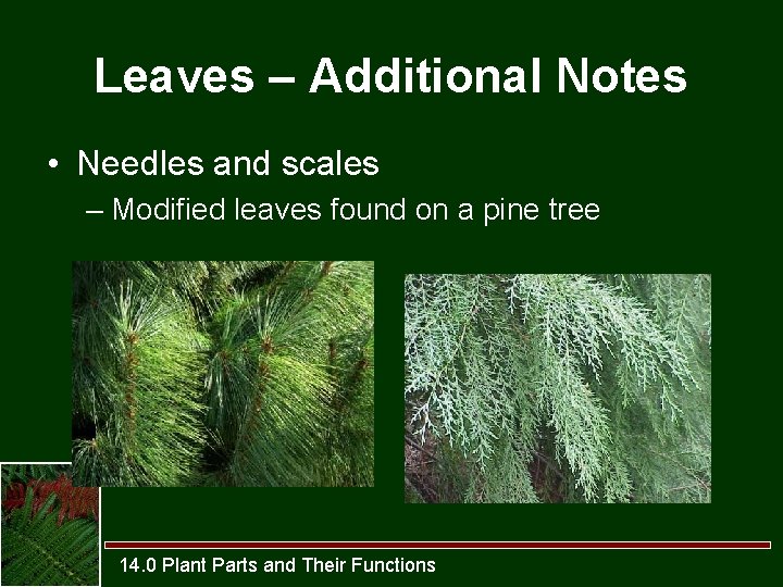 Leaves – Additional Notes • Needles and scales – Modified leaves found on a