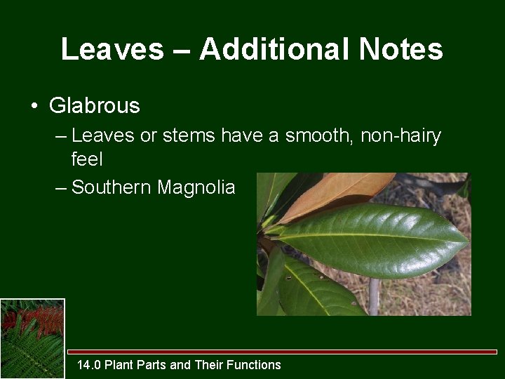 Leaves – Additional Notes • Glabrous – Leaves or stems have a smooth, non-hairy