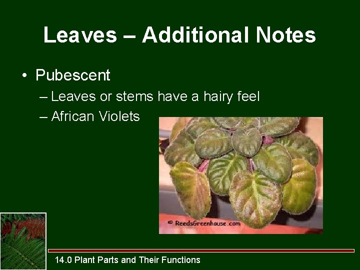 Leaves – Additional Notes • Pubescent – Leaves or stems have a hairy feel