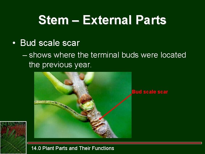 Stem – External Parts • Bud scale scar – shows where the terminal buds