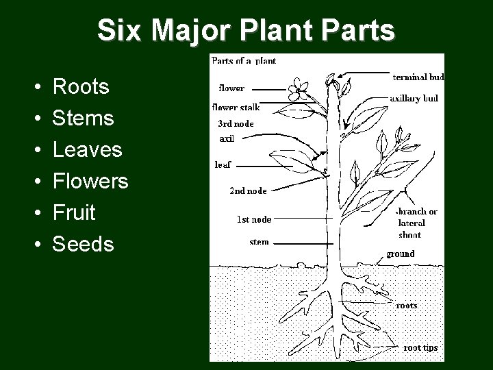 Six Major Plant Parts • • • Roots Stems Leaves Flowers Fruit Seeds 