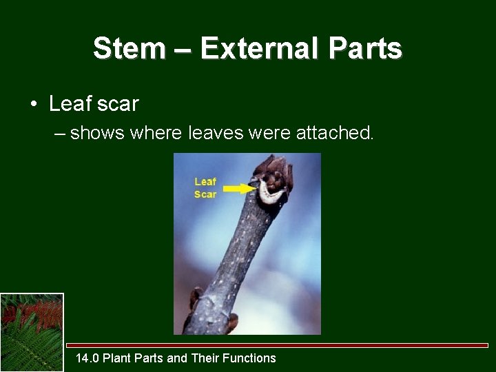 Stem – External Parts • Leaf scar – shows where leaves were attached. 14.