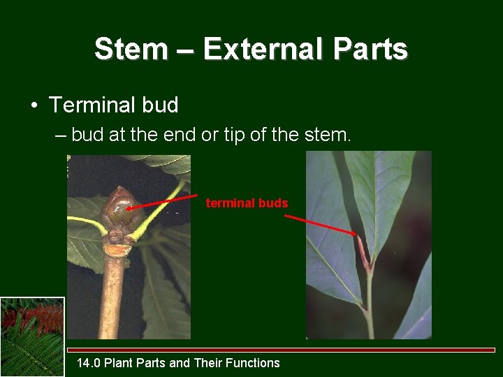 Stem – External Parts • Terminal bud – bud at the end or tip