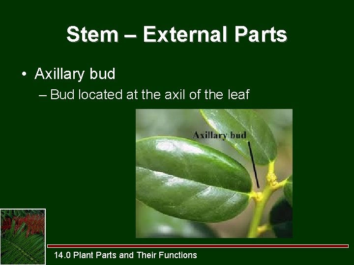 Stem – External Parts • Axillary bud – Bud located at the axil of