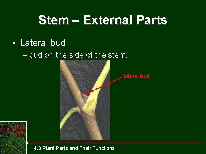 Stem – External Parts • Lateral bud – bud on the side of the