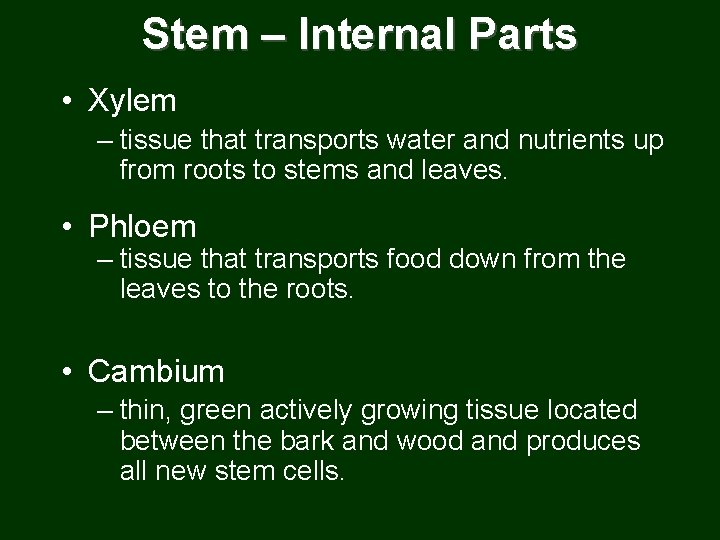 Stem – Internal Parts • Xylem – tissue that transports water and nutrients up