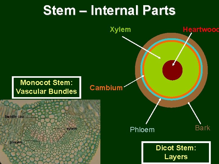 Stem – Internal Parts Xylem Monocot Stem: Vascular Bundles Heartwood Cambium Phloem Bark Dicot