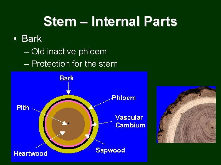Stem – Internal Parts • Bark – Old inactive phloem – Protection for the