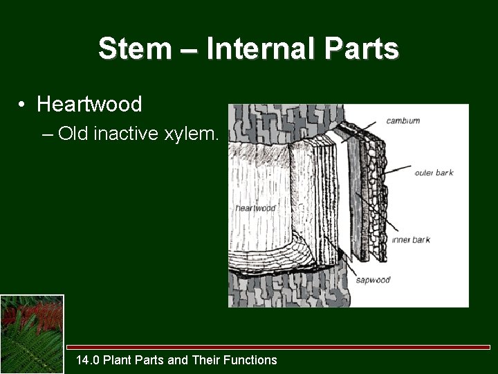 Stem – Internal Parts • Heartwood – Old inactive xylem. 14. 0 Plant Parts