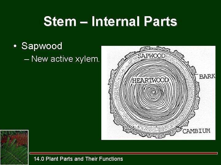 Stem – Internal Parts • Sapwood – New active xylem. 14. 0 Plant Parts