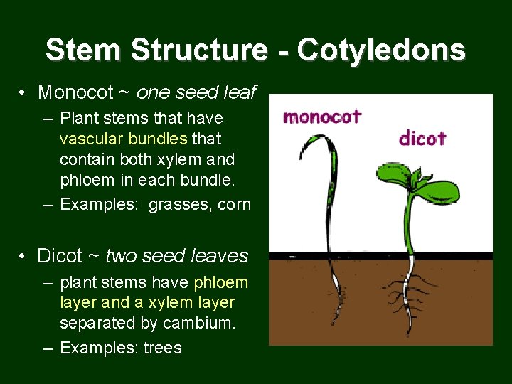 Stem Structure - Cotyledons • Monocot ~ one seed leaf – Plant stems that