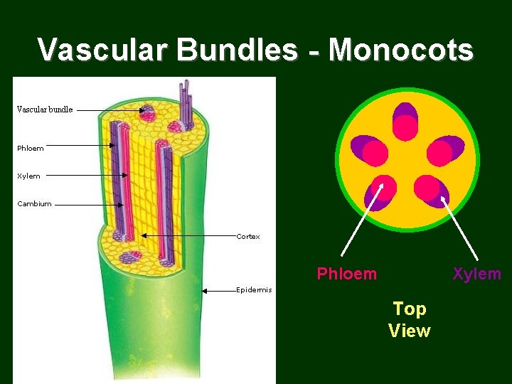 Vascular Bundles - Monocots Phloem Xylem Top View 