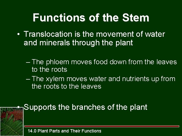 Functions of the Stem • Translocation is the movement of water and minerals through
