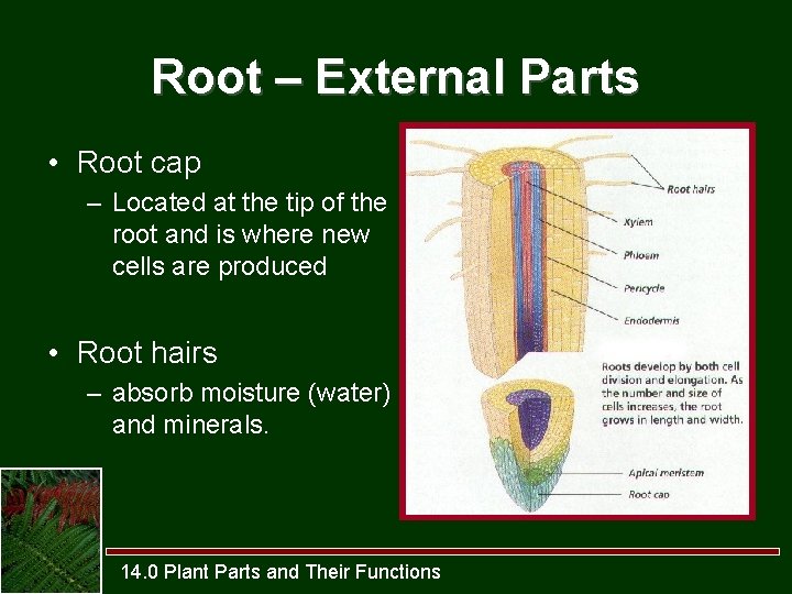 Root – External Parts • Root cap – Located at the tip of the