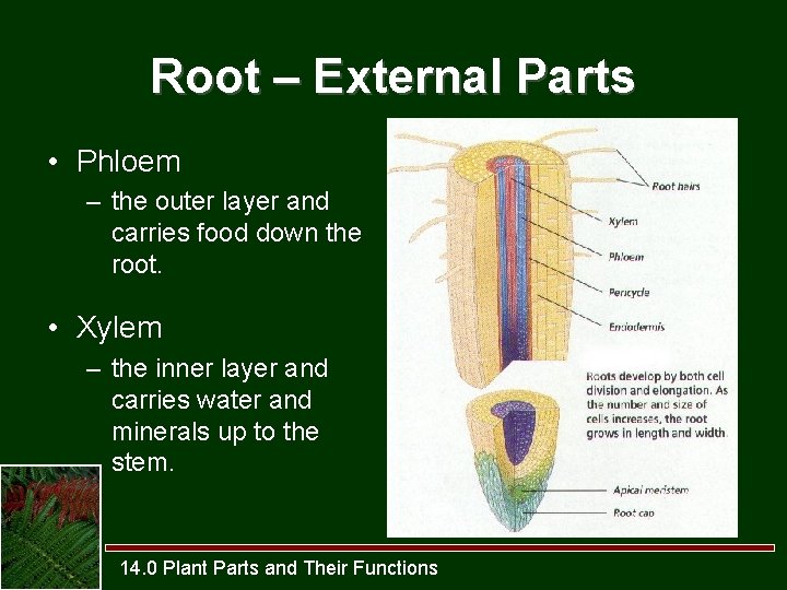 Root – External Parts • Phloem – the outer layer and carries food down