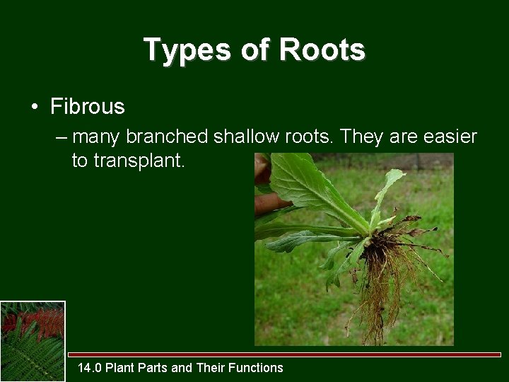 Types of Roots • Fibrous – many branched shallow roots. They are easier to