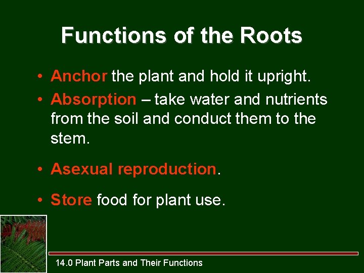 Functions of the Roots • Anchor the plant and hold it upright. • Absorption