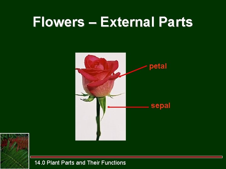 Flowers – External Parts petal sepal 14. 0 Plant Parts and Their Functions 