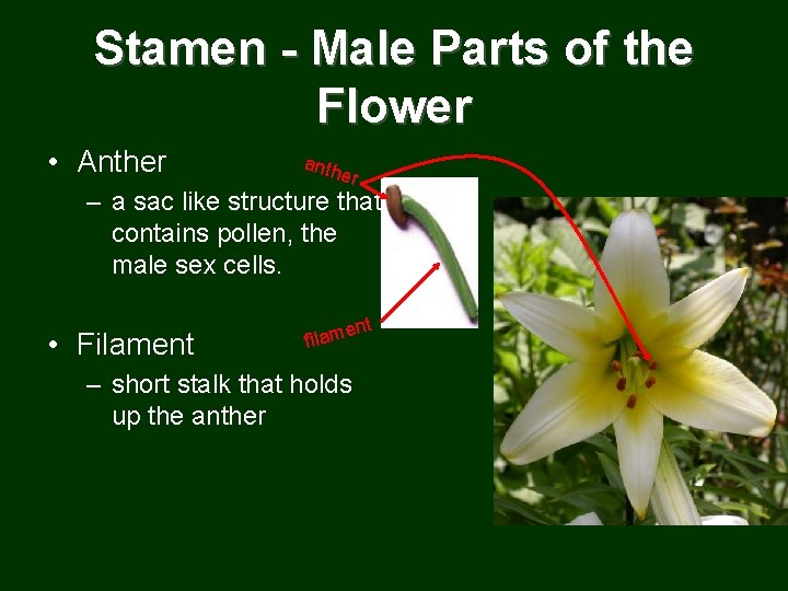 Stamen - Male Parts of the Flower • Anther anth er – a sac