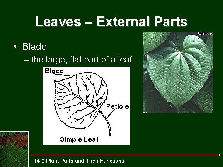 Leaves – External Parts • Blade – the large, flat part of a leaf.