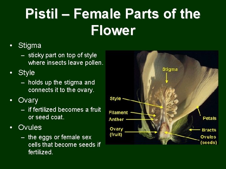 Pistil – Female Parts of the Flower • Stigma – sticky part on top