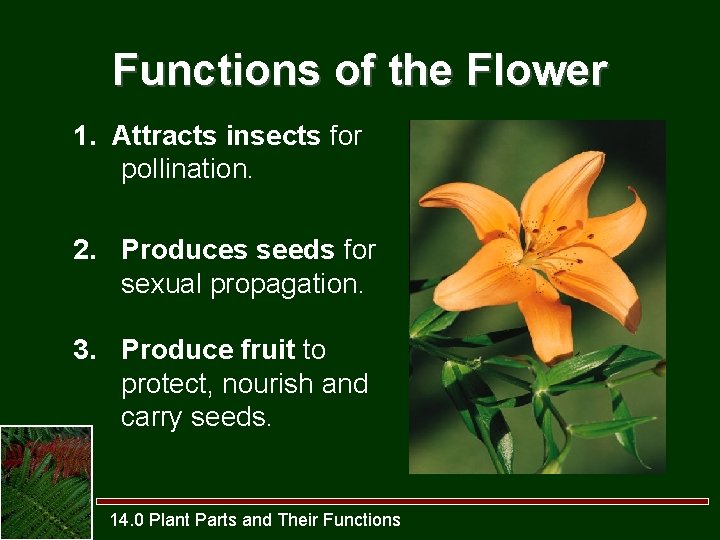 Functions of the Flower 1. Attracts insects for pollination. 2. Produces seeds for sexual