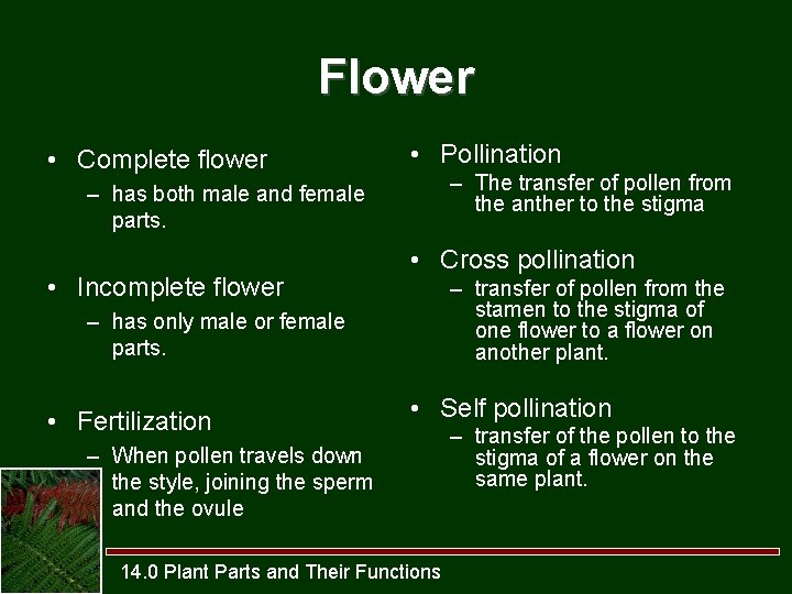 Flower • Complete flower • Pollination – The transfer of pollen from the anther