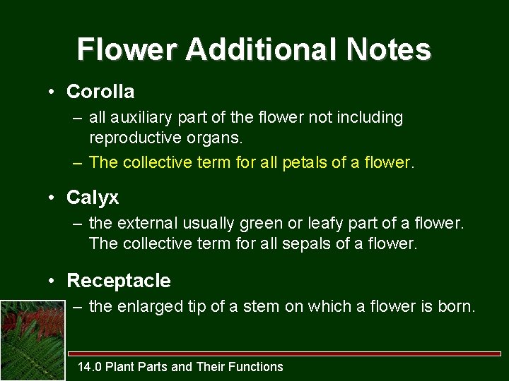 Flower Additional Notes • Corolla – all auxiliary part of the flower not including