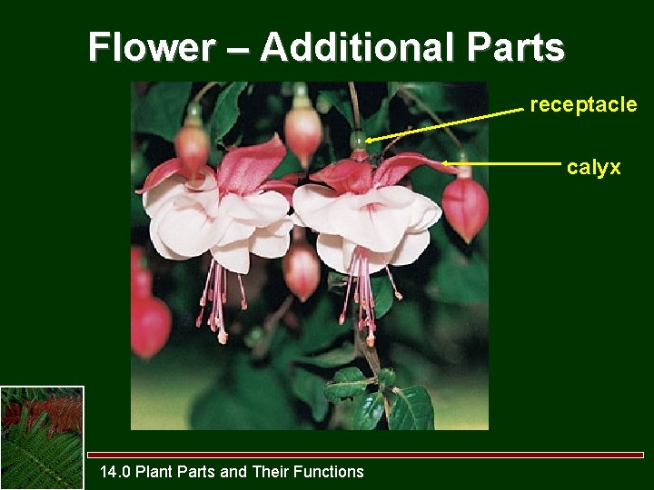 Flower – Additional Parts receptacle calyx 14. 0 Plant Parts and Their Functions 