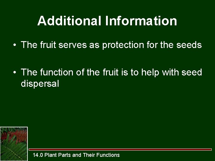 Additional Information • The fruit serves as protection for the seeds • The function