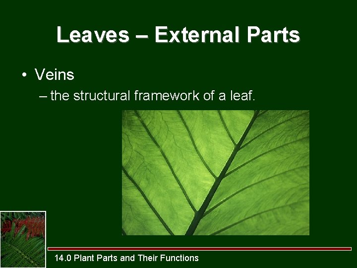 Leaves – External Parts • Veins – the structural framework of a leaf. 14.