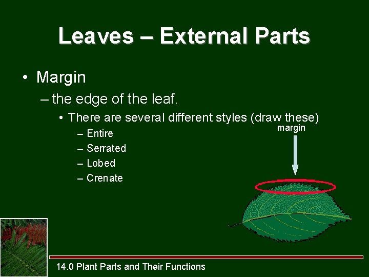 Leaves – External Parts • Margin – the edge of the leaf. • There