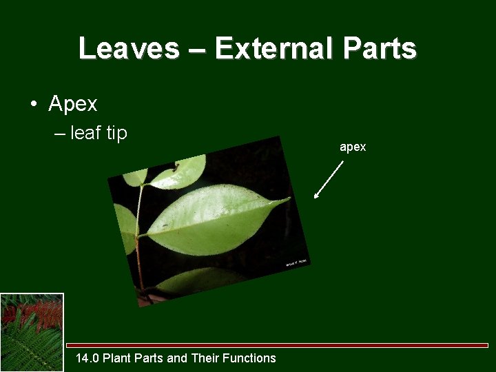 Leaves – External Parts • Apex – leaf tip 14. 0 Plant Parts and