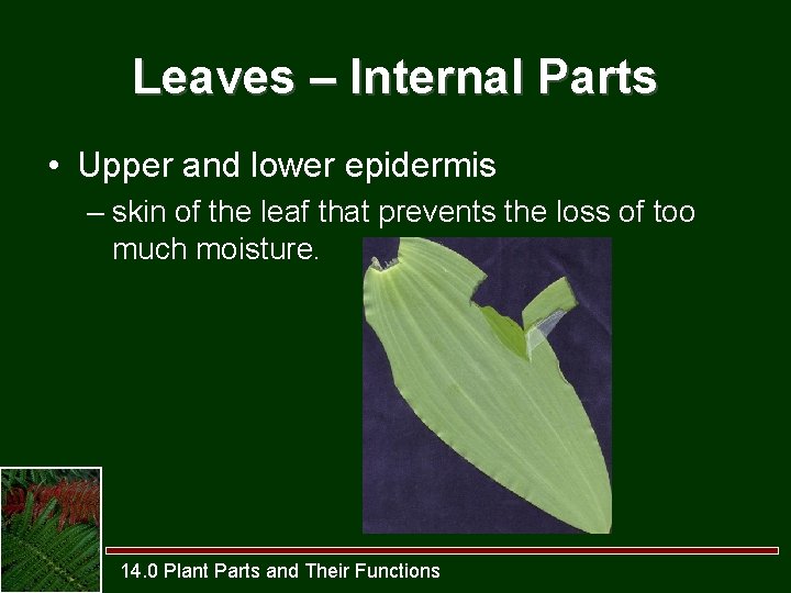 Leaves – Internal Parts • Upper and lower epidermis – skin of the leaf