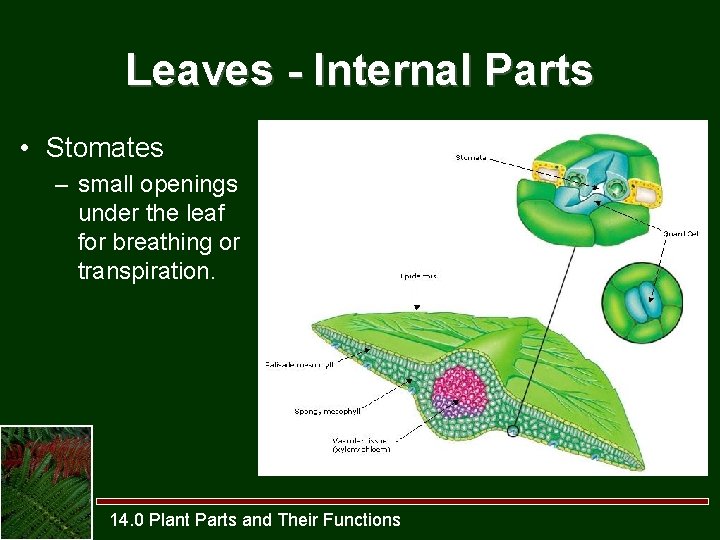 Leaves - Internal Parts • Stomates – small openings under the leaf for breathing