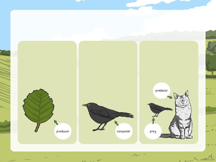 predator producer consumer prey 