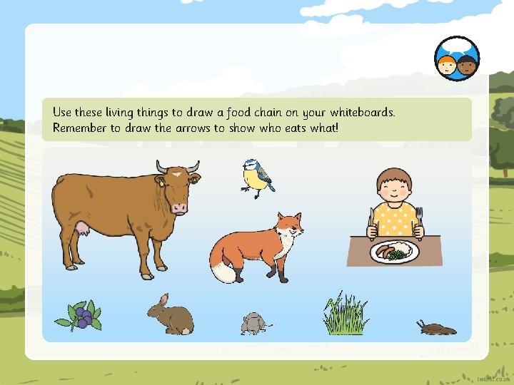 Use these living things to draw a food chain on your whiteboards. Remember to