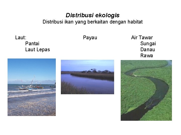 Distribusi ekologis Distribusi ikan yang berkaitan dengan habitat Laut: Pantai Laut Lepas Payau Air