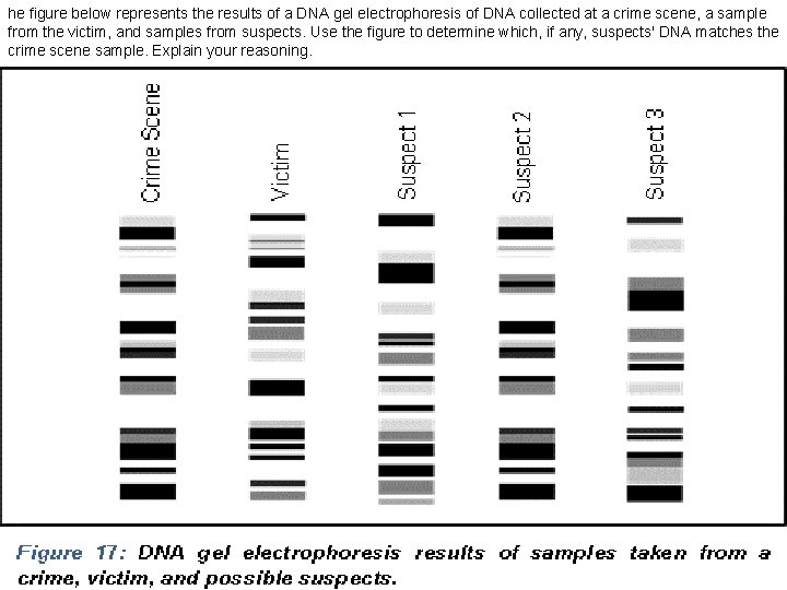 he figure below represents the results of a DNA gel electrophoresis of DNA collected