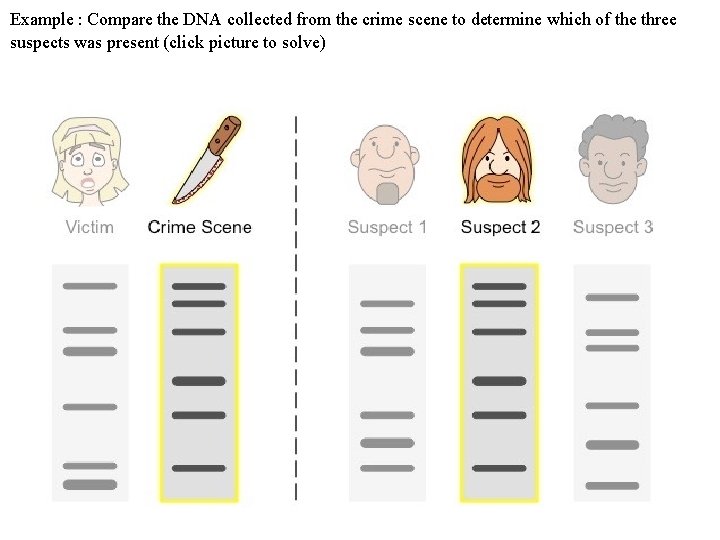 Example : Compare the DNA collected from the crime scene to determine which of