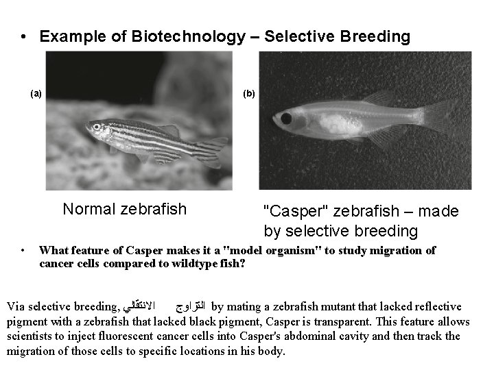  • Example of Biotechnology – Selective Breeding (a) (b) Normal zebrafish • "Casper"