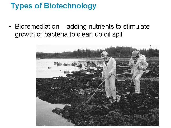 Types of Biotechnology • Bioremediation – adding nutrients to stimulate growth of bacteria to