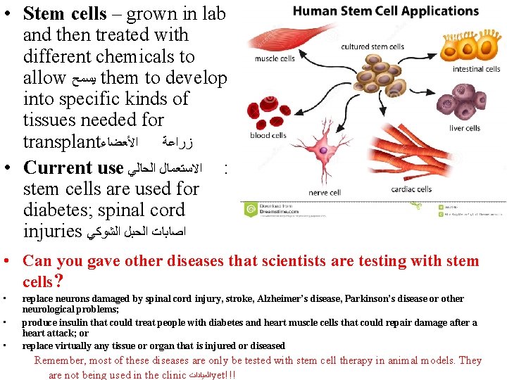  • Stem cells – grown in lab and then treated with different chemicals