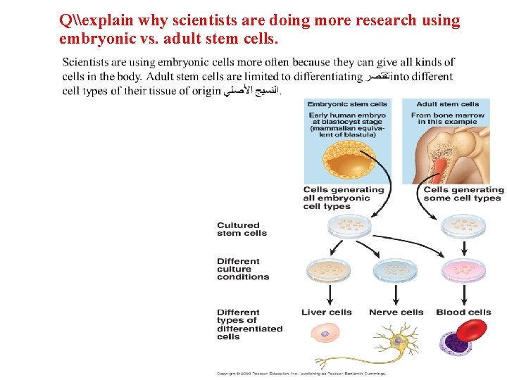 Q\explain why scientists are doing more research using embryonic vs. adult stem cells. 