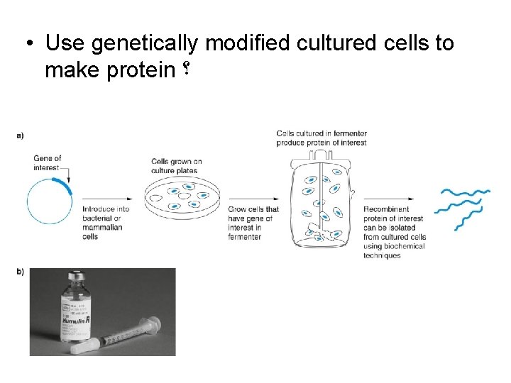  • Use genetically modified cultured cells to make protein ؟ 