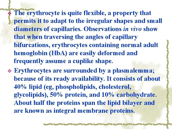 v v The erythrocyte is quite flexible, a property that permits it to adapt