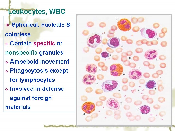 Leukocytes, WBC v Spherical, nucleate & colorless v Contain specific or nonspecific granules v