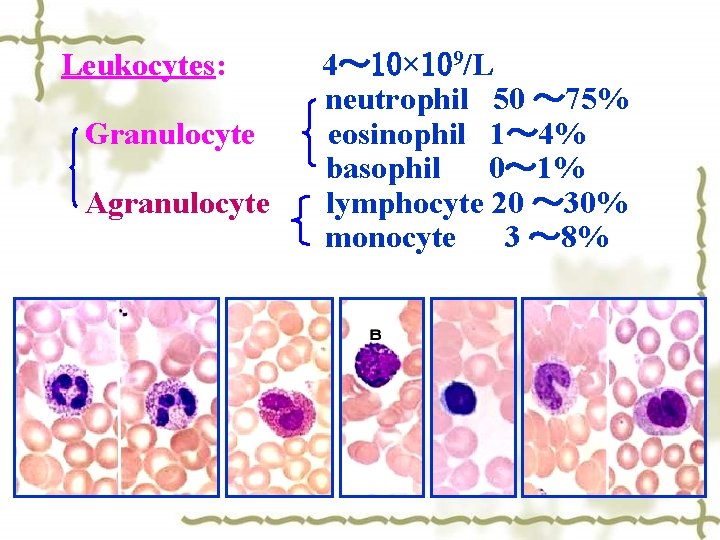 Leukocytes: 4～ 10× 109/L neutrophil 50 ～ 75% Granulocyte eosinophil 1～ 4% basophil 0～