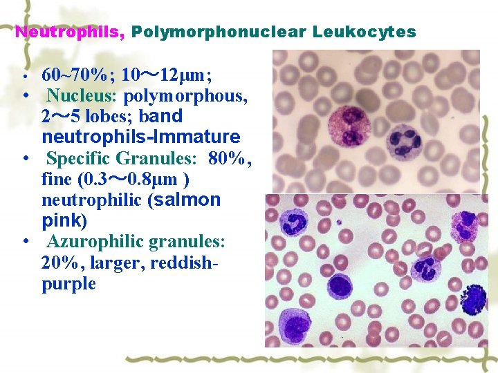 Neutrophils, Polymorphonuclear Leukocytes 60~70%; 10～ 12μm; • Nucleus: polymorphous, 2～ 5 lobes; band neutrophils-Immature